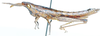 Devylderia coryphistoides Sjöstedt, 1923: female, lateral view. (Otu).