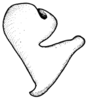 Leiotettix politus Rehn, 1913: Fig. 51. epiphallus, lateral view. (Otu).