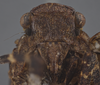 Head: !! display not done !! on Poblicia misella (Stål, 1863): (Observation).
