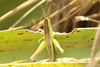FieldOccurrence 3728; bd260867-8329-48ee-832d-79c1f1998fc7; Buenos Aires
Parque Ecológico, : nymph. (FieldOccurrence).