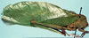 CollectionObject 1522719; abfdcce9-3dc7-4e64-835d-dbba0803e677: male (holotype). (CollectionObject).