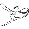 Pygofer appendages: !! display not done !! on Ledra aurita (Linnaeus, 1758): Pygofer appendages. (Observation).