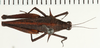 CollectionObject 1529912; NHRS NRM-ORTH 12988, 31f8f739-bf53-4a18-acb4-14cca7b86ab9: female, dorsal view (holotype of Spartolus longiceps). (CollectionObject).