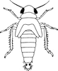 Nymph on Cicadulina (Cicadulina) zeae China, 1926 now Cicadulina (Cicadulina) bipunctata (Melichar, 1904): (Observation).