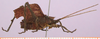 male, lateral view (dark brown morph). Depicts CollectionObject 1479273; c01bc6dc-66ae-49de-ab5f-7e3cfd4b34cd, cbt003s01, a CollectionObject.