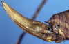 CollectionObject 1517007; dbc295df-4183-4881-9f28-1f654ac5c35d: ovipositor (syntype). (CollectionObject).