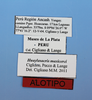CollectionObject 1514173; a5075708-de9c-4980-93d0-619c979fa36d: labels (allotype). (CollectionObject).