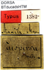 CollectionObject 1500690; 75fbbb75-1293-4d0b-bf6e-6d2ad137e6da, DORSA BTducadsHTM: labels (holotype of Ducetia adspersa). (CollectionObject).