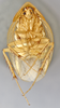 CollectionObject 1569230; 7974639e-a36d-48f0-843a-dac0f8bda7d7: Photo by Heidi Hopkins. Holotype, adult male, ventral habitus. (CollectionObject).