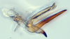 Aedeagus, lateral view: (Observation).