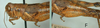 Melanoplus artemisiae Scudder, 1897: (Otu).