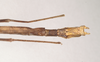 CollectionObject 1557036; NHMUK(SF IMPORT DUPLICATE) 844802, 575e1ed2-d63a-4c99-b8f5-7f5af21cf33e: copyright Natural History Museum, London. male: end of abdomen, dorsal view (holotype). (CollectionObject).
