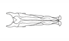 Costalimacris neotropica Carbonell & Campos Seabra, 1988: Fig. 8. endophallus, dorsal view. (Otu).