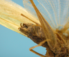 CollectionObject 1542763; e5ff68a4-ab34-48e6-9a17-23e2d46ff99e: male, apex of the abdomen latero-ventral view (holotype). (CollectionObject).