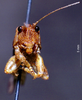 CollectionObject 1507390; afc63221-3327-4ae0-97ab-e35d6f97d64b: male frons (holotype). (CollectionObject).