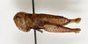 CollectionObject 1588501; a9d12259-7d23-41c3-97f4-36b8caf6290c: female, lateral view (paratype). (CollectionObject).