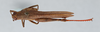 CollectionObject 2833388; CNCI 981389, fce46922-05e0-4148-9bc5-d0f2b2e98199: Eucoptacra praemorsa. Dorsal view. (CollectionObject).