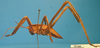 CollectionObject 1538292; a912ca3d-22c9-4af2-83d5-1eba8f4b8dea: male nymph, lateral view (holotype). (CollectionObject).
