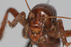 CollectionObject 1505597; 115debb9-a969-4567-8ba3-29bb6b007351: Female, anterior view (syntype). (CollectionObject).