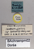 CollectionObject 1575283; 58c0580f-0fff-439f-8db8-0c931c53ced5: male, labels (paratype). (CollectionObject).