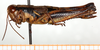 female, lateral view (allotype). Depicts CollectionObject 1499602; 7cadbfbb-0d66-42e0-a450-0da9c1897fff, a CollectionObject.