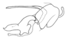 Eumastusia koebelei koebelei (Rehn, 1909): Fig. 28B. phallic complex without epiphallus, lateral view. (Otu).