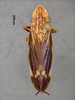 Habitus, dorsal view on Perinoia striata Blöte, 1957: (Observation).