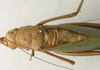 CollectionObject 1566582; 9980d4ad-2bfc-40ff-b44a-206897bb56a3: male, dorsal view. (CollectionObject).
