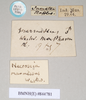 Marmessoidea rosea (Fabricius, 1793): copyright Natural History Museum, London. male, data labels of synonym Necroscia marmessus (paralectotype). (Otu).