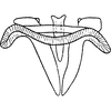 Aedeagus, ventral view on Chelidinus cinerascens Emeljanov, 1962: Aedeagus, ventral view. (Observation).