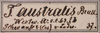 Zaprochilus australis (Brullé, 1835): label. (Otu).