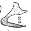 Aedeagus, lateral view on Anisostylus elongatus (Fowler, 1895): (Observation).