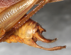 CollectionObject 1566623; 0080e846-e5a0-48d8-a109-f977e5e2d501: male abdomen tip, lateral view. (CollectionObject).