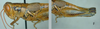Melanoplus desultorius Rehn, 1907: female. (Otu).;Melanoplus desultorius Rehn, 1907: female. (Otu).