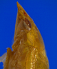 Head on Carapona vulta (DeLong & Freytag, 1975): Male [DZRJ]: head, pronotum and mesonotum, lateral view. (Observation).