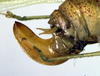 CollectionObject 1502642; 775956ad-b62b-4a0e-b741-88a8ddb2beee: ovipositor (syntype of Cestromoecha mundamensis). (CollectionObject).
