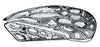 Forewing: Polyamia weedi, forewing. (Observation).