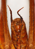 CollectionObject 1532955; edde4113-bad5-47b9-a074-ba435ccd2946: male, terminalia. (CollectionObject).