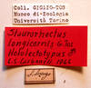 CollectionObject 1543645; ce871407-7821-4b83-8d96-e1fc7fb86ff6: labels (lectotype). (CollectionObject).