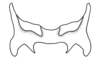 Ronderosia malloi (Liebermann, 1966): Fig. 6O. epiphallus, dorsal view. (Otu).