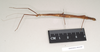CollectionObject 1557678; 287eeb51-1fd9-4681-af17-6dc6874392ee: copyright Natural History Museum, London. female, lateral view (syntype). (CollectionObject).;CollectionObject 1557679; 006811f1-1135-452a-96dd-3f7a6ef14493: copyright Natural History Museum, London. female, lateral view (syntype). (CollectionObject).