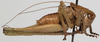 CollectionObject 1527089; 6dfb297e-2f06-4791-977f-d41648a93736: male, lateral view (holotype). (CollectionObject).