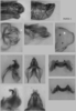 Melanoplus mantua Otte, 2012: male genitalia. (Otu).