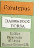 CollectionObject 1579397; acd1cb7d-6f3c-4316-87a4-cf581299b84a: labels (paratype). (CollectionObject).