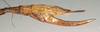 CollectionObject 1558935; NMW 1089, e4e2c059-ecb6-43df-9f84-723c7af613f1: copyright NMW, Vienna. female: end of abdomen, lateral view (lectotype). (CollectionObject).