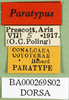 CollectionObject 1567332; 6fb008e8-72d8-4131-b230-6b1c9d7cec0b: labels (paratype). (CollectionObject).
