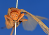 CollectionObject 1540287; dbac9ae7-0e6c-4c9e-ac88-923b571ba76d: female, frontal view (holotype). (CollectionObject).