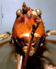 CollectionObject 1516496; a99efd4a-db8f-418e-b3a6-2da82eb44fc1: female frons (syntype). (CollectionObject).