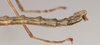 CollectionObject 1556915; 189dcee6-2134-42ab-bfc7-4be8c232d5e5, NHMUK(SF IMPORT DUPLICATE) 845102: copyright Natural History Museum, London. male: end of abdomen, lateral view (holotype). (CollectionObject).