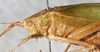 CollectionObject 1475836; NMW 16638, 912b7a10-312d-406a-96a3-a66d1f2c1826: male, lateral view (syntype). (CollectionObject).